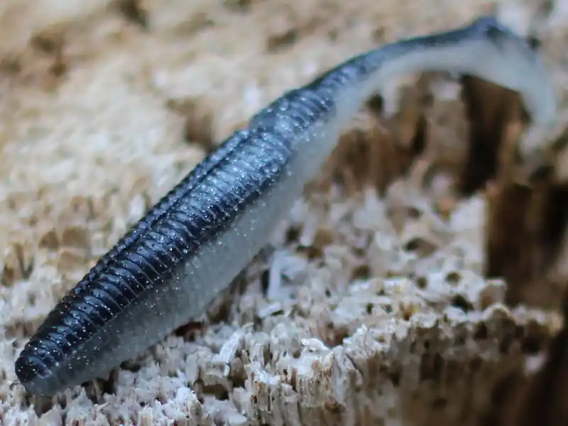 Rapture Power Shad Dual 17.5cm Black Silver 2 db, plasztik csali Rechtstreeks Van De Fabrikant