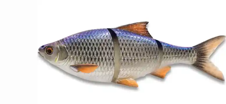 Savage Gear 3D LT ROACH 18CM 86G S BLUE ROACH gumihal Betrouwbaar