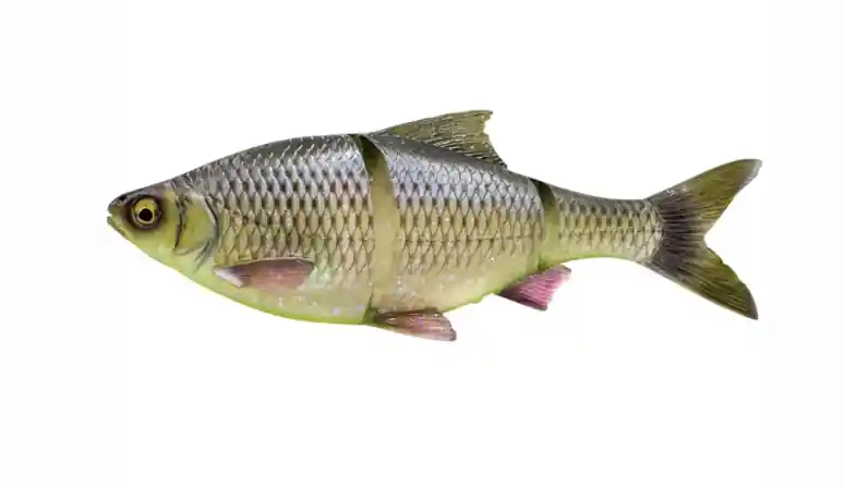 Seizoensaanbieding Savage Gear 3D LT ROACH 18CM 80G SS TOXIC ROACH gumihal