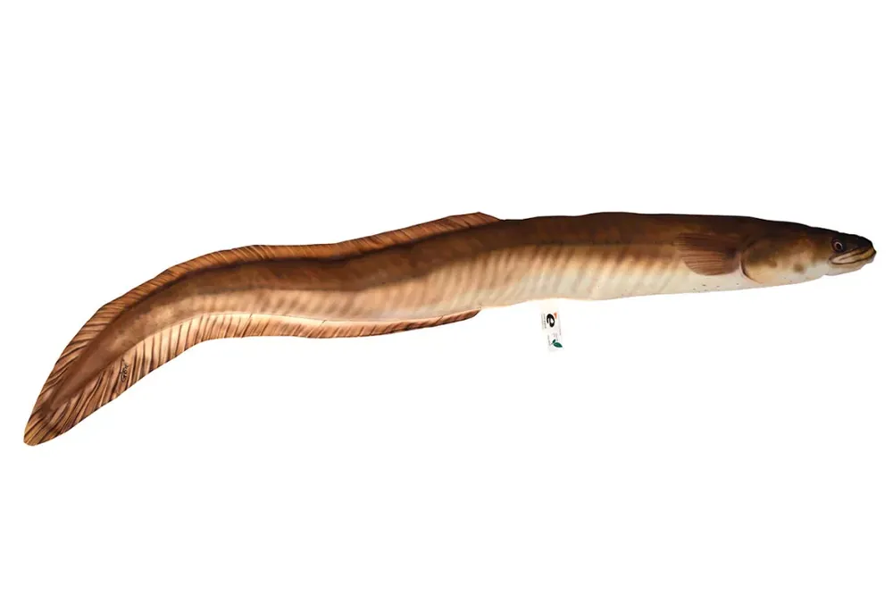 EnergoTeam HALASPÁRNA ANGOLNA 115CM - Akcioshor Hoge Kwaliteit